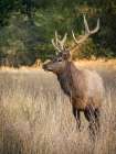 Usa-Washington State-Roslyn. Bull Roosevelt Elk in grass Art Print